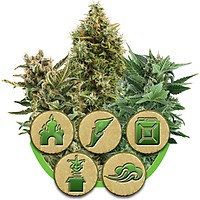 Mix Auto Feminised Seeds