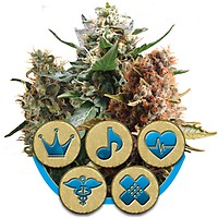 Medical Mix CBD Feminised Seeds