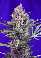 Cream Mandarine F1 Fast Feminised Seeds