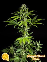 Fraggle Skunk Auto Feminised Seeds