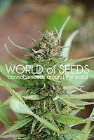 Strawberry Blue Feminised Seeds
