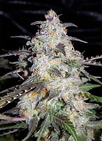 Toof Decay Auto Feminisiert Samen