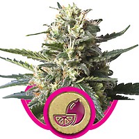 Lemon Shining Silver Haze Feminised Seeds