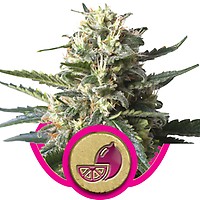 Lemon Shining Silver Haze Feminisiert Samen