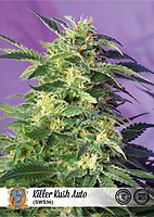 Killer Kush Auto Feminisiert Samen