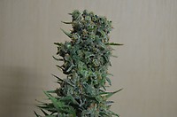 Kalashnikov Original Feminised Seeds