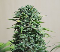 Siberian Haze Auto Feminised Seeds