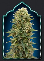 Female Mix Feminised Seeds