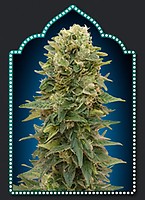 Female Mix Feminised Seeds