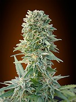 Jack Herer Auto Feminisiert Saatgut