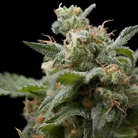 Super Hash Feminised Seeds
