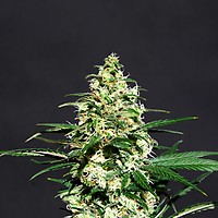 Amnesi - K Lemon Feminised Seeds