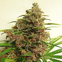 Malawi x PCK Feminised Seeds