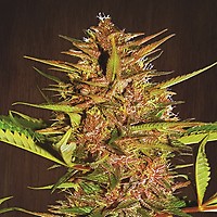 Pakistani Chitral Kush Feminisiert Samen