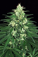 Lemon Candy Feminised Seeds