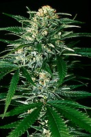 Gypsy Widow Feminised Seeds