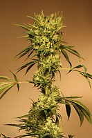 White Jewel Regular Seeds