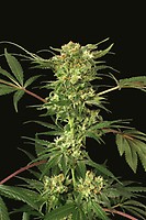 Devil Kush Regulär Samen