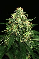 Mango Cream Regular Seeds