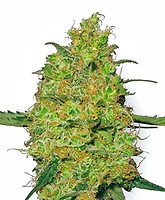 Master Kush Feminised Seeds
