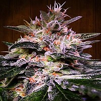 Bubba Hash Feminisiert Samen