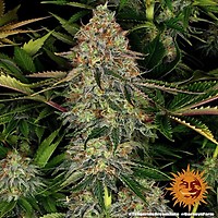 Tangerine Dream Auto Feminisiert Samen