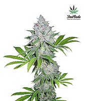 Californian Snow Auto Feminised Seeds
