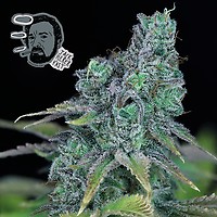 Jack Herer Schnell Feminisiert Saatgut