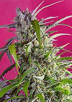 Crystal Candy Auto Feminisiert Samen