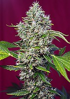 San Fernando Lemon Kush Feminisiert Samen