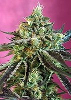 Sweet Nurse CBD Auto Feminisiert Samen
