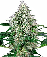 Pure Power Plant Auto Feminised Seeds