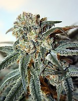 Zombie Kush Feminisiert Samen