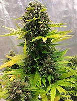 Stilton Special Auto Feminisiert Samen