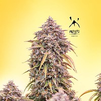 3 Bears OG Auto Feminisiert Saatgut