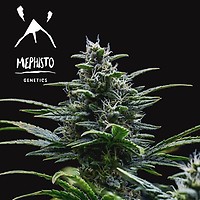 Skywalker Auto Feminisiert Samen