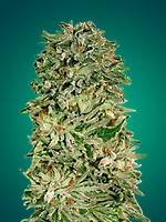 Shark Widow CBD Feminisiert Samen