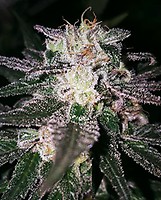 Gorilla Cookies (GG#4 x Cookies) Feminised Seeds