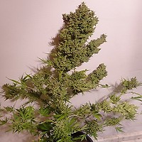 Malawi x NL Auto Feminised Seeds