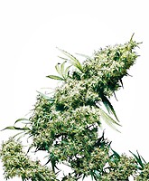Jamaican Pearl Feminised Seeds
