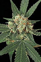Blue Monkey Feminised Seeds