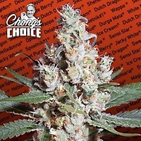 L.A. Amnesia Feminised Seeds