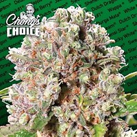 Mendocino Skunk Feminised Seeds