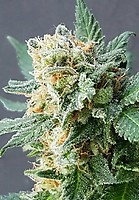 Grapefruit Auto Feminised Seeds
