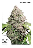Charlotte's Angel CBD Feminisiert Saatgut