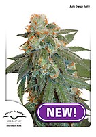 Orange Bud Auto Feminisiert Saatgut