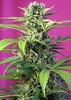 Chem Beyond Diesel CBD Feminisiert Samen