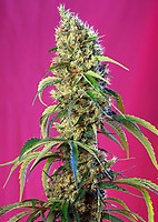 Black Jack CBD Feminisiert Samen