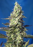 Green Poison XL Auto Feminised Seeds