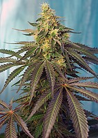 Cream Caramel CBD Feminisiert Samen